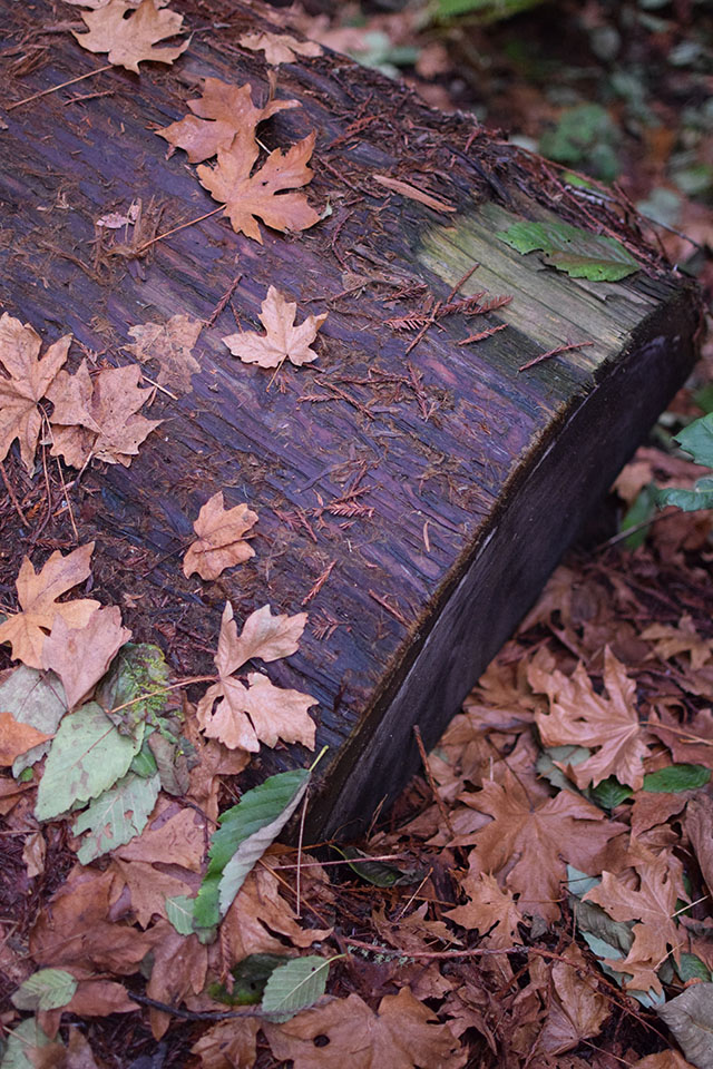 Muir Woods - San Francisco - Redwoods - Travel Blog - Muir Woods Hike - Fashion Blog - Haute Hijab Scarf