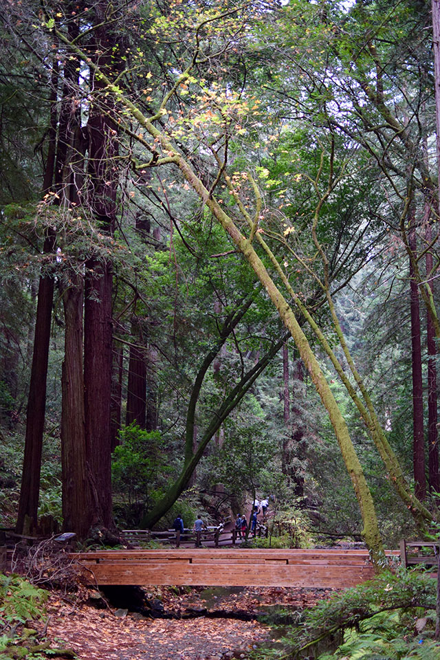 Muir Woods - San Francisco - Redwoods - Travel Blog - Muir Woods Hike - Fashion Blog - Haute Hijab Scarf
