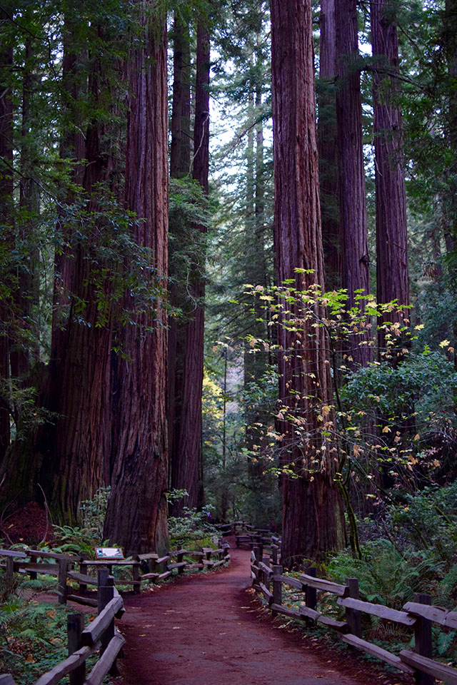 Muir Woods - San Francisco - Redwoods - Travel Blog - Muir Woods Hike - Fashion Blog - Haute Hijab Scarf