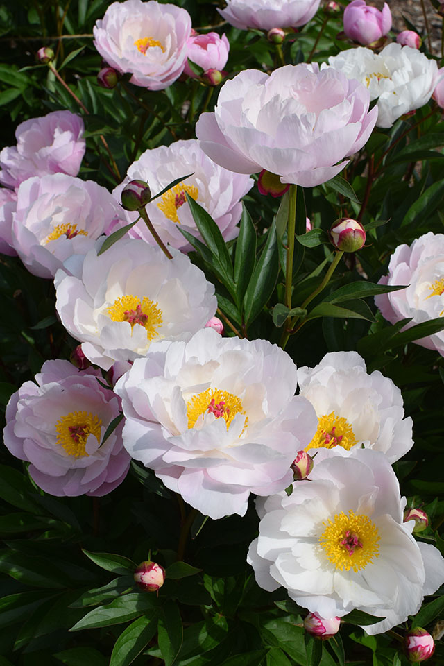 Ann Arbor-Michigan-The Peony Garden at Nicholas Arboretum-