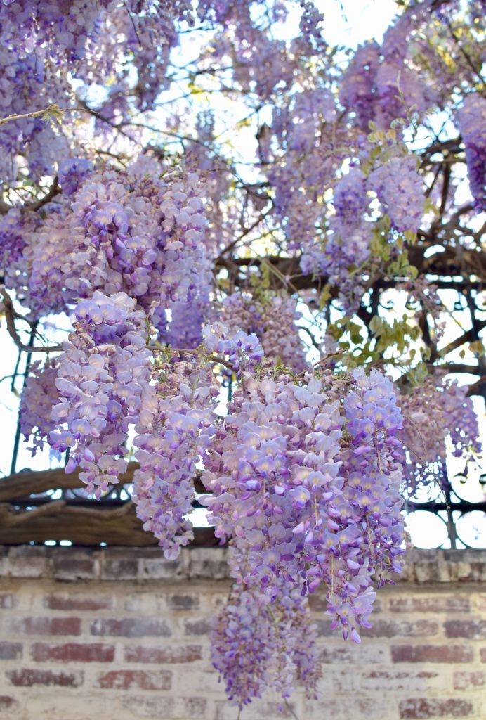 J.Crew Shirtdress-Liberty London-Wisteria in DC-Lalz-Haute HIjab=Pamela Munson Bucket Bag
