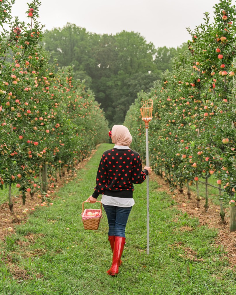 Kate Spade apple toss jacquard sweater-hunter red boots-spanx denim-haute hijab-apple picking-DC blogger-Baugher's Orchard-Maryland-Fall Things To Do