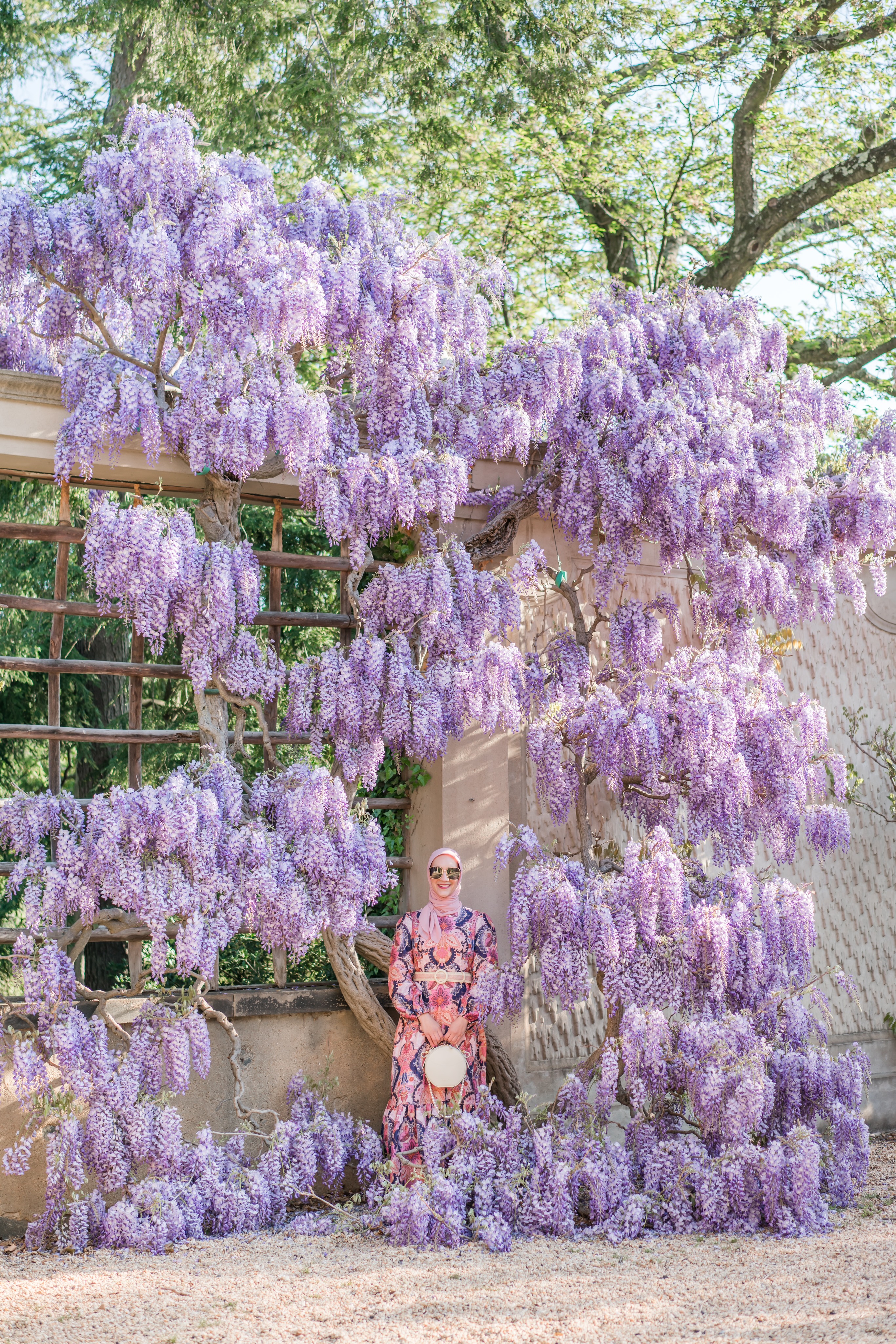 Wisteria Season in Washington D.C. - A Day In The Lalz